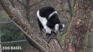 Schwarzweisse Varis – neue Primatenart im Zoo Basel [upl. by Sulohcin]