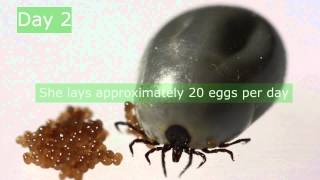 Ixodes ricinus reproduction [upl. by Lacim443]