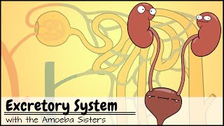 Excretory System and the Nephron [upl. by Thorncombe]