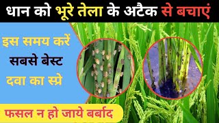 धान में भूरा तेला को कण्ट्रोल नहीं किया तो हो सकता है भारी नुकसान  BPH brownplanthopper [upl. by Beckerman331]