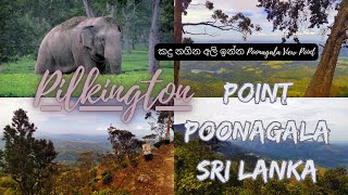 Pilkington Point Poonagala SRI LANKA  Wild Elephant in Sri Lanka පූනාගල වන අලින්ගේ අඩවියක [upl. by Relyt]