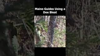 Maine Guides using a Doe Bleat [upl. by Ochs]