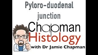 3 Min Histology  Pyloroduodenal Junction [upl. by Geraldine]