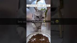 웃긴 밈 모음 memes funny 웃긴영상 [upl. by Pinkerton720]