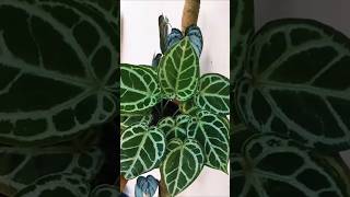 Crystallinum X Silver Hope Hybrid Anthurium foliage anthurium trending [upl. by Annoynek]