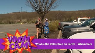 What is the tallest tree on Earth Wham Cam [upl. by Karrah]