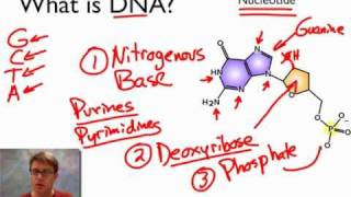 What is DNA [upl. by Atsilac]