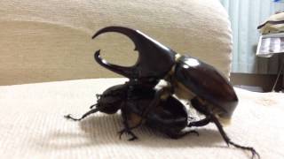 フローレンシスニセヒメカブトの交尾【Florensis Fighting Beetle is mating】 [upl. by Celestia]