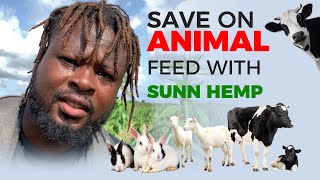 Save on animal feed with Sunn hemp [upl. by Yromas]