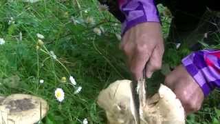 Agaricus campestris quotFungo Prataioloquotbirds nature wildlife [upl. by Airotahs]