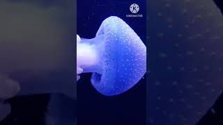 Bioluminescence jellyfish 🪼 Easy Mind Hindi short [upl. by Drofnil]