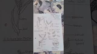 triticum aestivum diagram Bsc 3rd semester botany [upl. by Nowahs441]