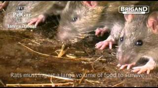 Rat Behavior presented by Brigand Rodenticides [upl. by Fang397]