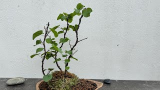 Shaping a Cercis siliquastrum in bonsai 20 mai 2024 [upl. by Ong]