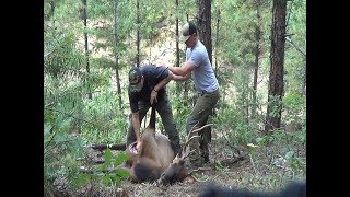 Quartering and field dressing an elk FAST  Fred Eichler [upl. by Coughlin]