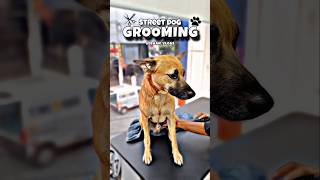 Street Dog 🐕 Grooming pets pet [upl. by Assilram]