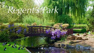 Regent’s Park  Royal Parks London [upl. by Wynne690]