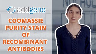 Coomassie Purity Staining of Recombinant Antibodies  Addgene Protocol [upl. by Moncear]