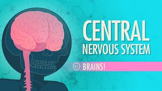 Central Nervous System Crash Course Anatomy amp Physiology 11 [upl. by Lovato]