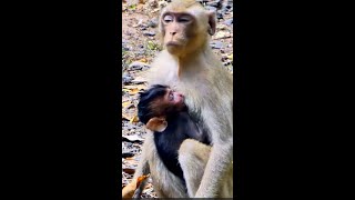 Million Pity Baby Wild Ma Gave upNow Staying with Youngest Female So Hungry Starving reallifevlog [upl. by Ecinwahs]