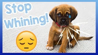 How to Stop Your Dog from Whining Tips for How to Get Your Dog to Stop Crying and Whining [upl. by Ocer99]