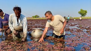 Water Chestnuts Farming In Punjab  Water Chestnuts Harvesting  Mubashir Saddique  Village Food [upl. by Rufus622]