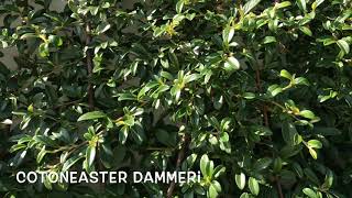 Cotoneaster dammeri  Garden Center online PGARDENS [upl. by Rekrap]