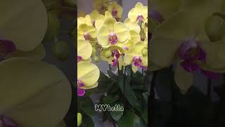 The Phalaenopsis Orchid ytytshort ytshortvideo ytflower ytplant [upl. by Lladnarc]