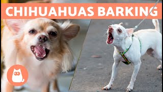 CHIHUAHUAS BARKING COMPILATION 🐶🔊 Angry Happy and Crying Chihuahuas [upl. by Cutlerr]