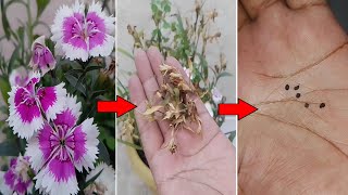 How to collect Dianthus Seeds [upl. by Ymia283]