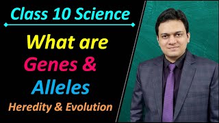 What are Genes and Alleles Class 10 Science Ch 9 Heredity and Evolution [upl. by Anahsal]