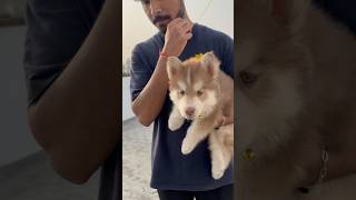 Mummy ko husky pasand aagya🥳😍🤩shorts minivlog vlog husky [upl. by Uticas]