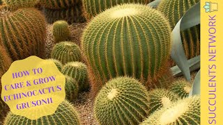 How To Grow amp Care For Echinocactus Grusonii [upl. by Atreb]