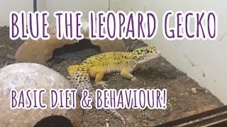 LEOPARD GECKO BASIC DIET amp BEHAVIOUR [upl. by Theurer]