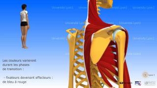 Lépaule antepulsion ou élévation antérieure du bras [upl. by Aleakcim]