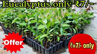 quot🌱 Eucalyptus Plants for Just ₹7 🌱quot [upl. by Annam258]