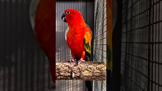 Sun conure red factor birds youtubeshorts [upl. by Aziza770]