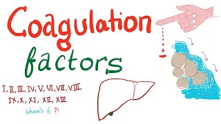 Coagulation Factors  Hemostasis  Hematology [upl. by Aneetak650]