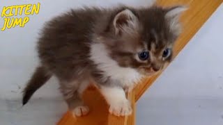 Cute kittens play jump in cat mom [upl. by Otrebtuc]