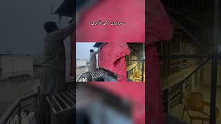 shamo Parinda ghar rawalpindi islamabad foryou viralvideo reels aseelmurga aseels birds [upl. by Oicnanev234]