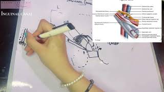 Inguinal canal Intro  Conjoint Tendon  Cremaster Muscle [upl. by Adia]