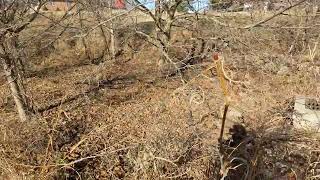 Bioretention Pond [upl. by Gerrald]