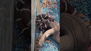 King Snake vs Rattle Snake part 2 [upl. by Eannej]