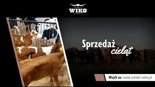 Sprzedaż cieląt Strzyżew Wiko [upl. by Loats]