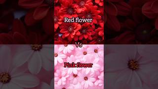 Red flower🌹❤️vs pink flower 🌷💖gown👗heels👠nail💅lipstick💄watch⌚ring💍cake🎂shortsviral [upl. by Andromede357]