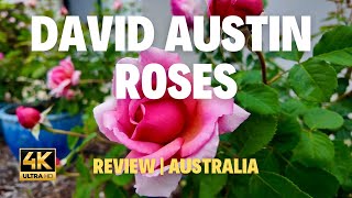 David Austin Roses review australia davidaustinroses garden roses flowers nature newrose [upl. by Clovis]