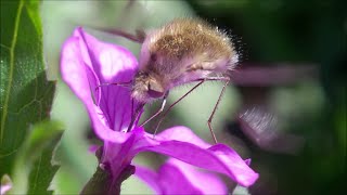 Bombylius major bee mimic fly [upl. by Kluge458]