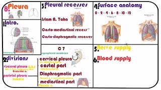 8 The pleura  divisions recesses surface anatomy bood amp nerve supply [upl. by Esirtal]