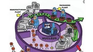 Physiology Chapter 3 part 1 of 3 [upl. by Aisan]