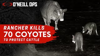 Rancher takes care of big Predator problem  70 Coyotes Down [upl. by Jarrell631]